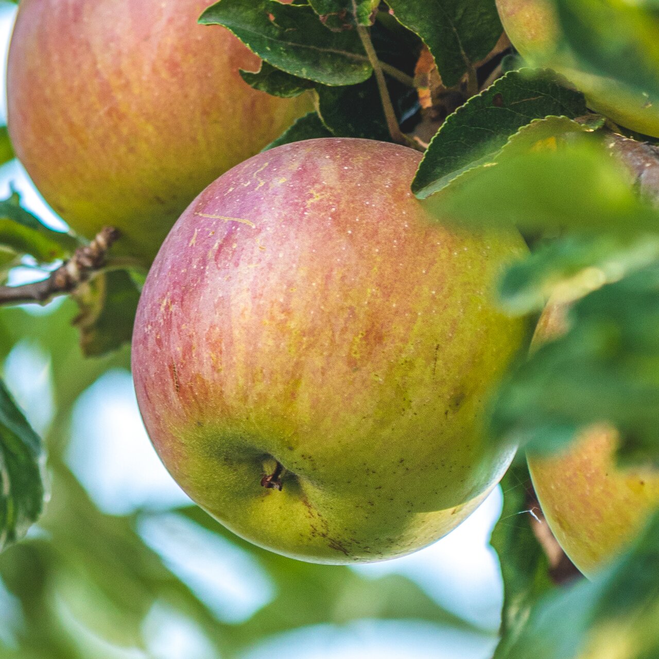 Apfel «Idared» Biologische Apfelbäume für Garten & Balkon